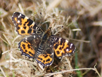 Araschinia levana