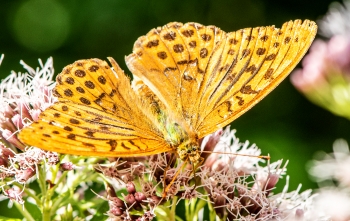 Argynnis paphia