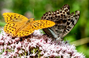 Argynnis paphia