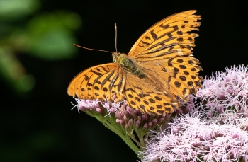 Argynnis paphia