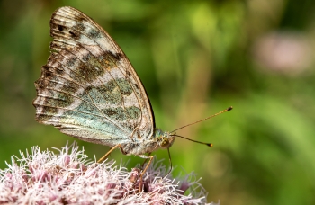 Argynnis paphia