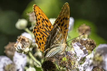 Argynnis paphia