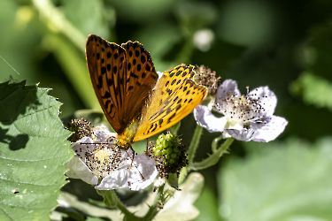 Argynnis paphia