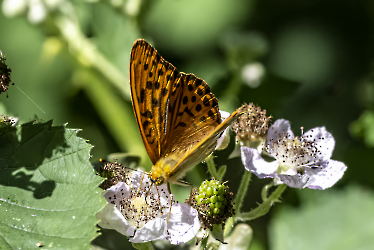 Argynnis paphia