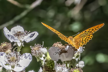 Argynnis paphia