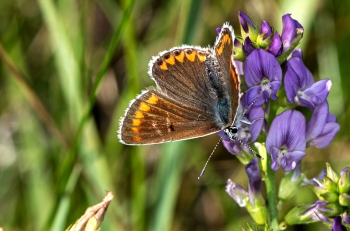 Aricia agestis