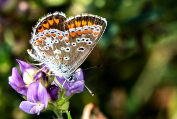 Aricia agestis