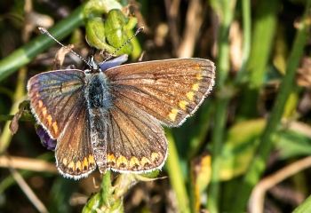 Aricia agestis