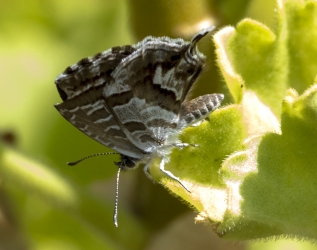 Cacyreus marshalli