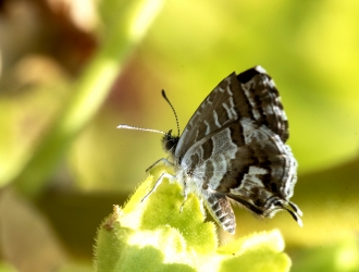 Cacyreus marshalli