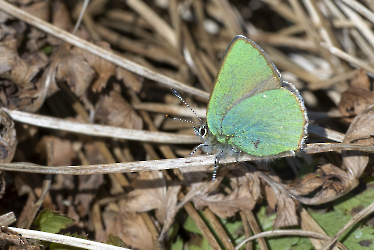 Calophrys rubi