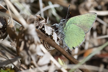 Calophrys rubi