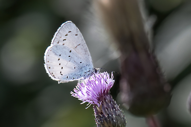 Celastrina argiolus