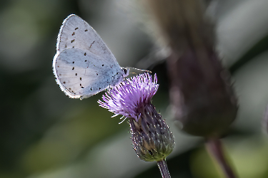 Celastrina argiolus