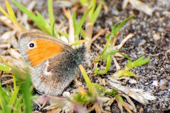 Coenonympha pamphilus