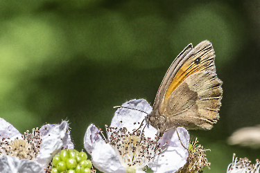 Coenonympha pamphilus