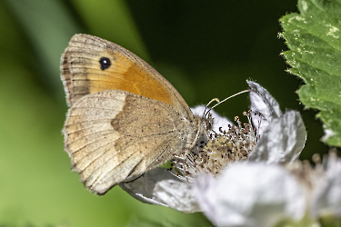 Coenonympha pamphilus