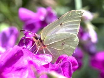 Gonepteryx rhammi