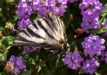 Iphiclides podalirius