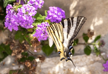 Iphiclides podalirius