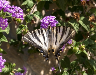 Iphiclides podalirius