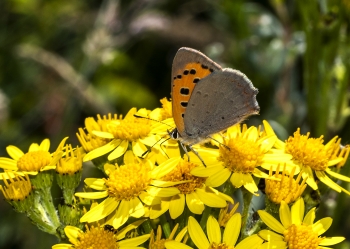 Lycaena phlaeas