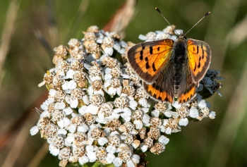 Lycaena phlaeas