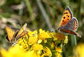 Lycaena phlaeas