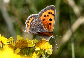 Lycaena phlaeas