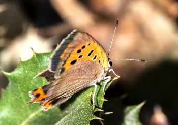 Lycaena phlaeas