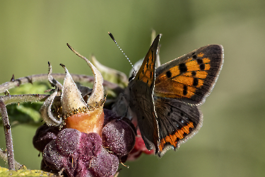 Lycaena phlaeas