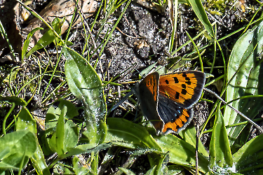 Lycaena phlaeas