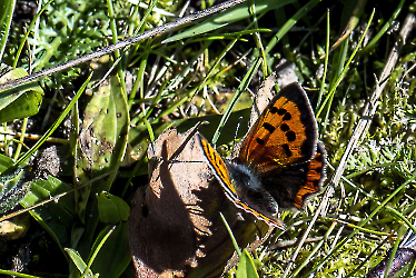 Lycaena phlaeas