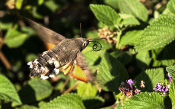 Macroglossum stellatarum