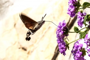 Macroglossum stellatarum