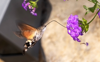 Macroglossum stellatarum