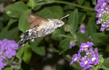 Macroglossum stellatarum