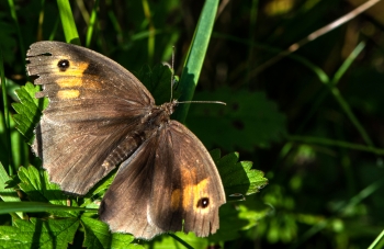 Maniola jurtina