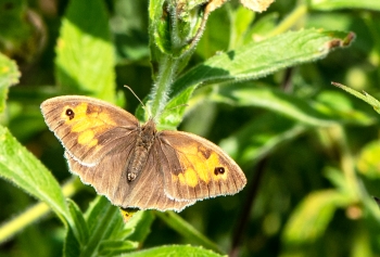 Maniola jurtina