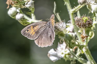 Maniola jurtina