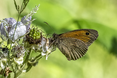 Maniola jurtina