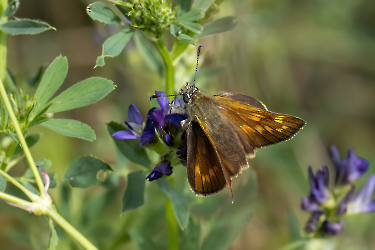 Ochlodes sylvanus