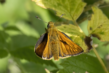 Ochlodes sylvanus