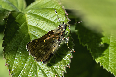 Ochlodes sylvanus