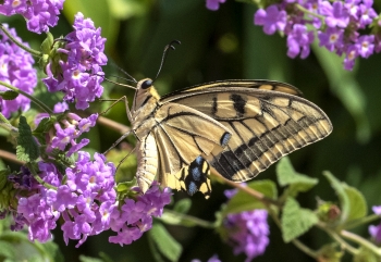 Papilio machaon