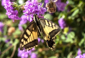 Papilio machaon