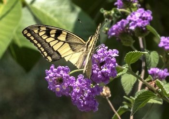 Papilio machaon