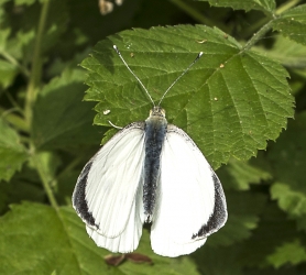 Pieris brassicae