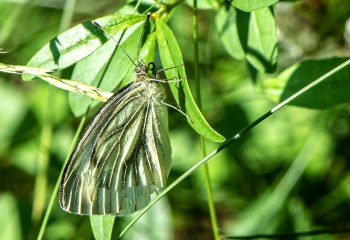 Pieris naåi