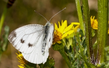 Pieris naåi